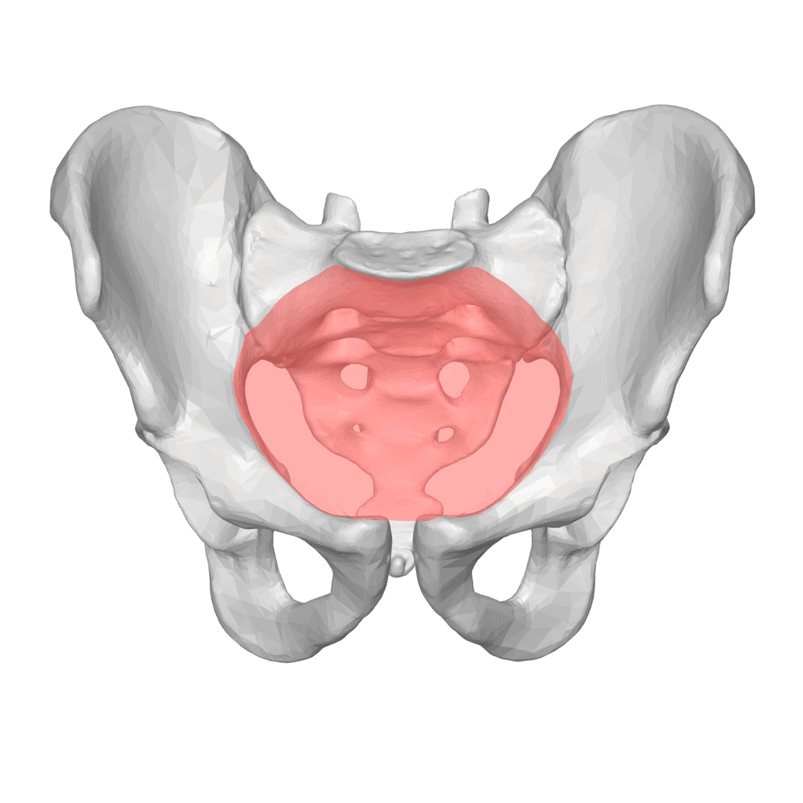 Coxartrose - Artrose no Quadril: O que é? Aprenda mais 1 Pelvic inlet 03 anterior view