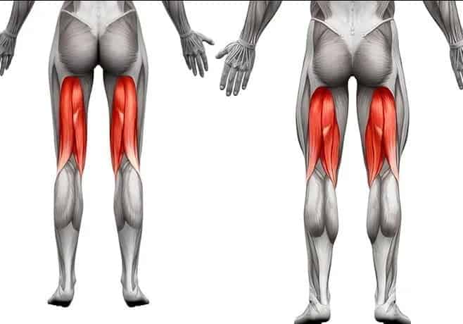 Lesão dos músculos isquiotibiais - Musculatura Posterior da Coxa 1