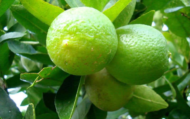 Limão Galego: 6 Benefícios Para a Saúde 1 limão galego