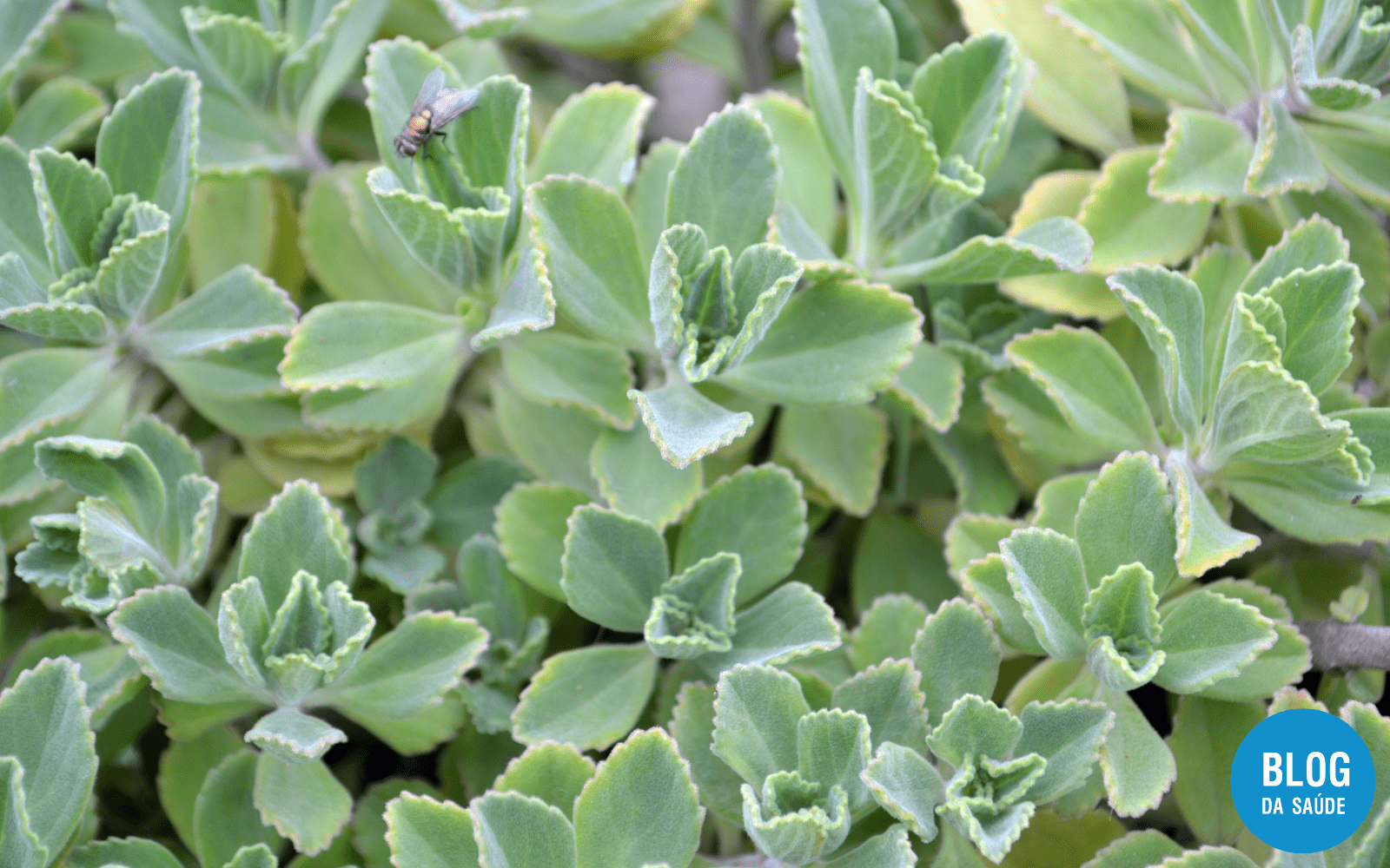 Boldo faz mal para o coração? Desvende os mitos e mistérios da planta medicinal  1 Boldo faz mal para o coracao 1