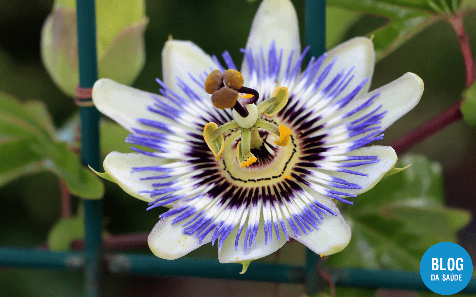 Passiflora engorda 1