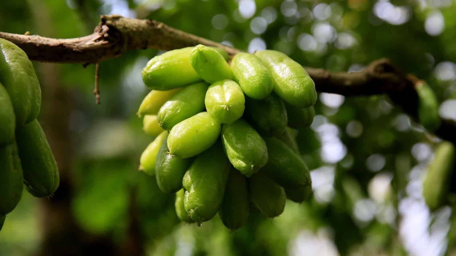 Biribiri: Conheça a fruta exótica que se destaca pelas suas propriedades nutricionais 3 biribiri