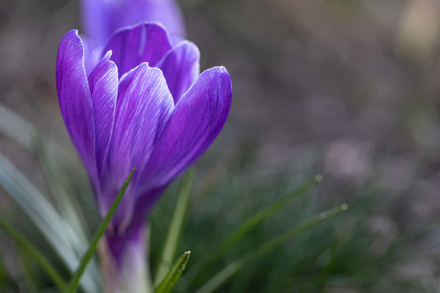 blue crocus