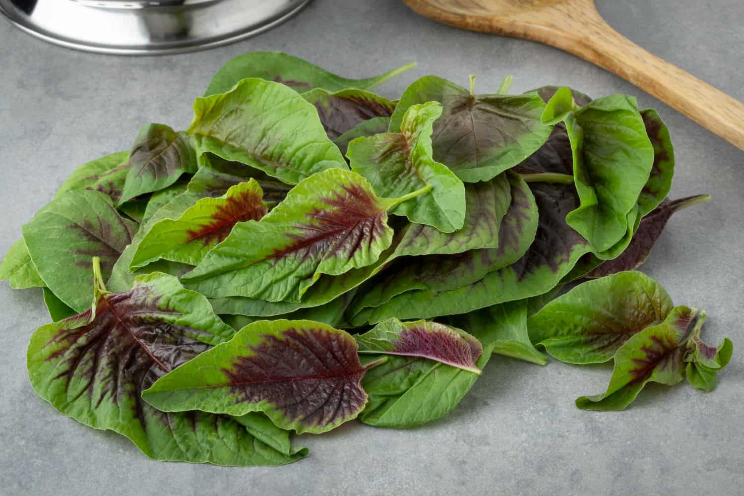 Bredo: Conheça os benefícios 1 bredp