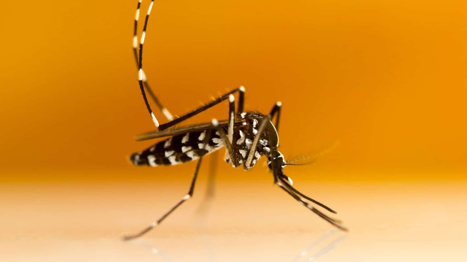 mosquito aedes aegypti transgenico