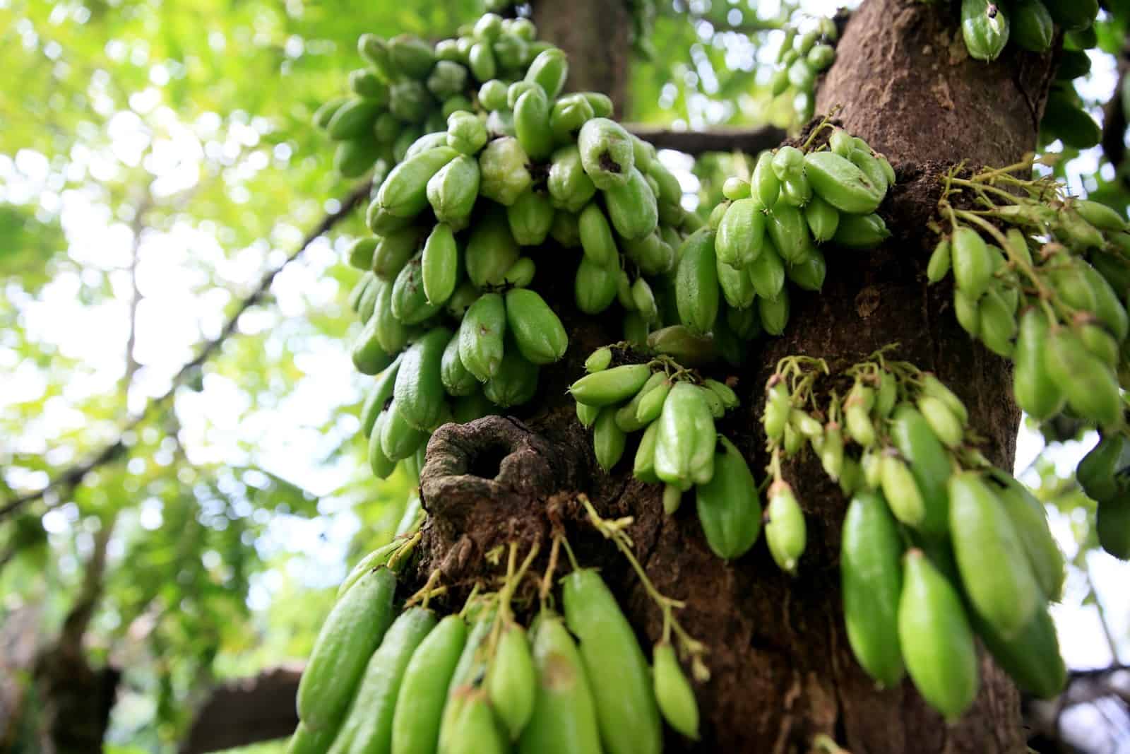 Biribiri: Conheça a fruta exótica que se destaca pelas suas propriedades nutricionais 2 plantacao de biribiri