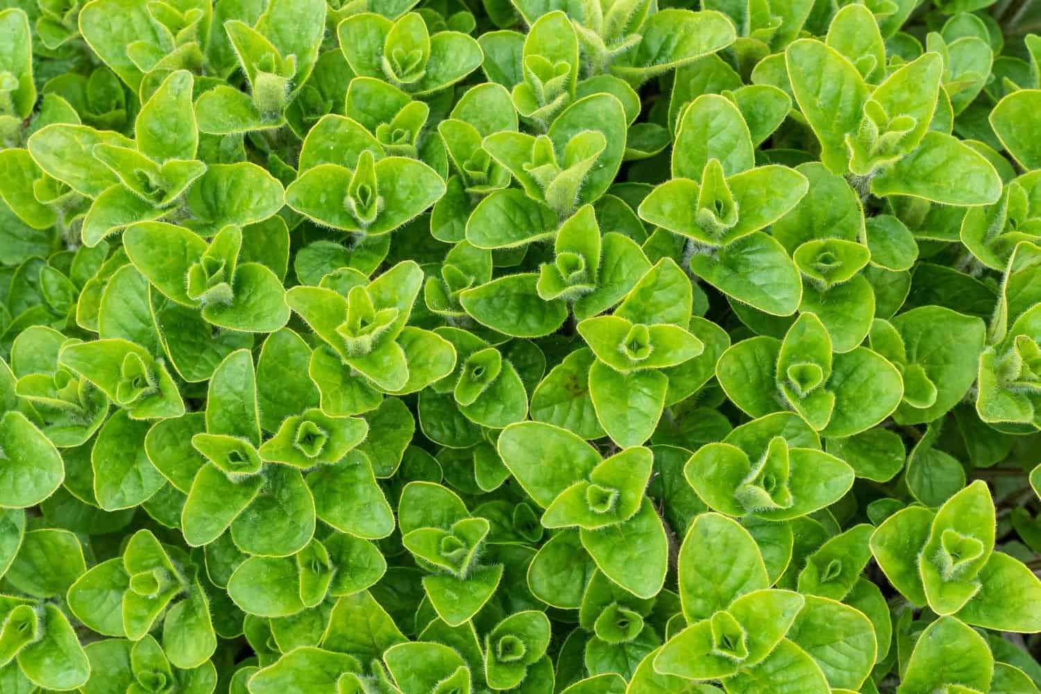 oregano