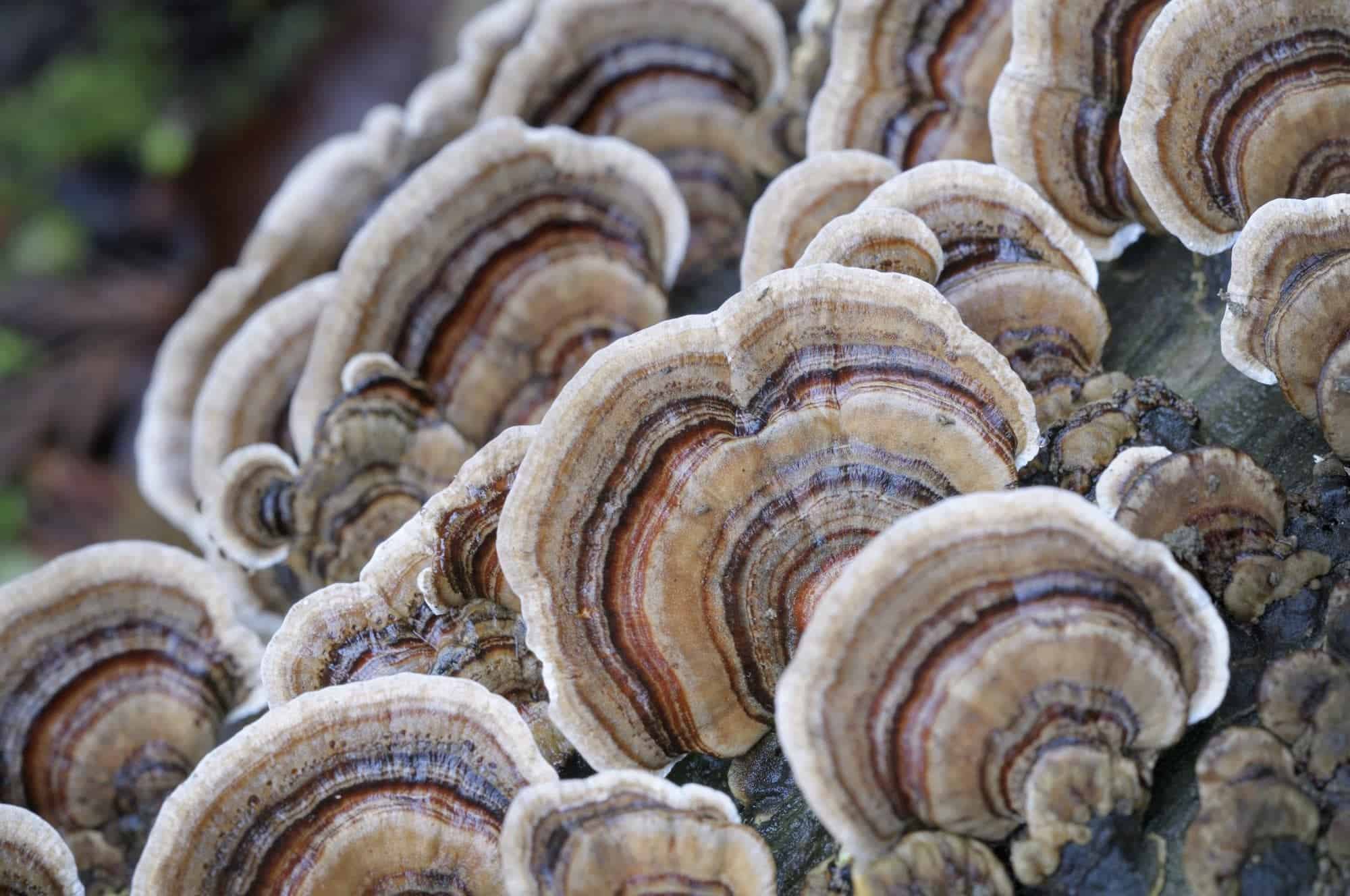 Calda de Peru (Turkey Tail): O Que é e Benefícios 1 Calda de Peru